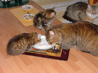 fam mat otta v 042.jpg